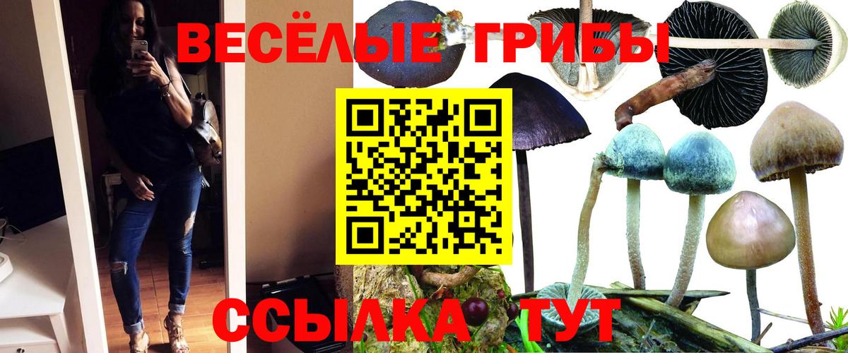 наркота  Вход с VPN  Сорочинск  Псилоцибиновые грибы Psilocybe 